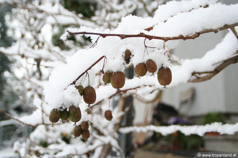 Minikiwi (Actinidia arguta) im Schnee