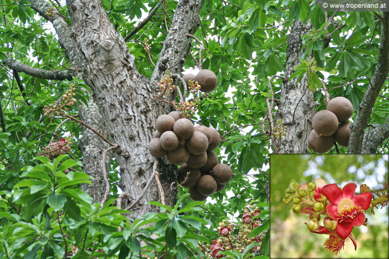 Kanonenkugelbaum-Couroupita-guianensis-cannonball-tree-Kanonenkugel-Frucht-Bluete-Kugel-Baum
