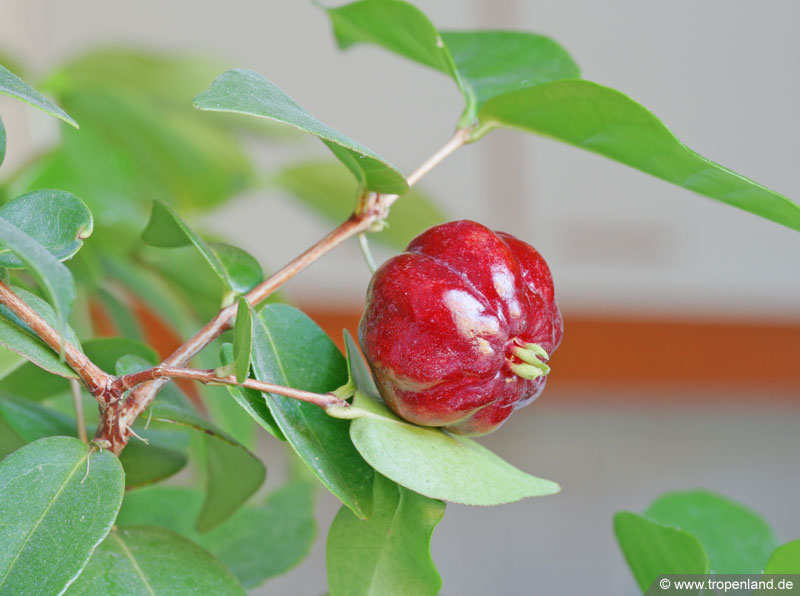 Surinamkirsche Frucht Eugenia uniflora, Pitanga Kirschmyrte reife ernte anbau pflanze