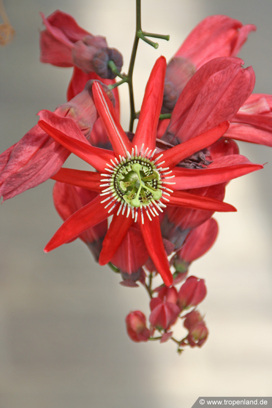 Passiflora racemosa - Traubenbluetige Passionsblume