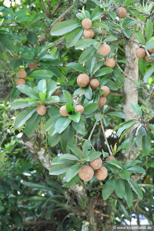 Breiapfelbaum (Manilkara zapota)