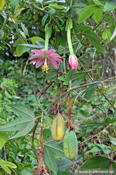 Passiflora mollissima Passionsblume Bananenpassionsfrucht Curuba