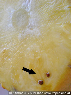 Ananas - Ananas comosus