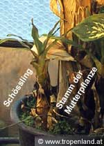 Banane - Musa acuminata