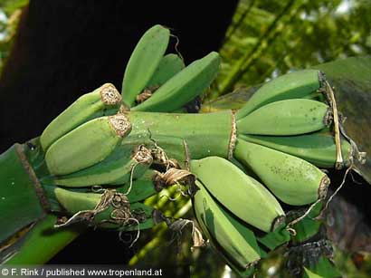 Banane - Musa acuminata
