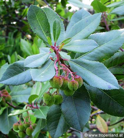 Erdbeerbaum - Arbutus unedo