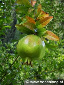Granatapfel - Punica granatum