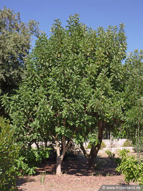 Johannisbrotbaum - Ceratonia siliqua