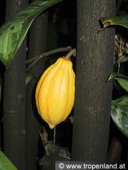 Kakao - Theobroma cacao