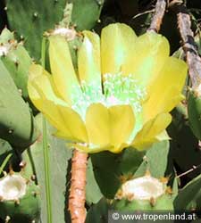 Kaktusfeige - Opuntia ficus-indica