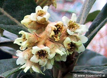 Loquat - Eriobotrya japonica