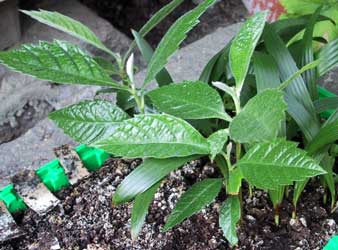 Loquat - Eriobotrya japonica