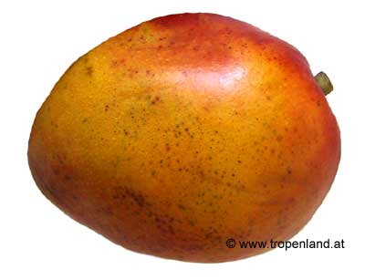 Mango - Mangifera indica