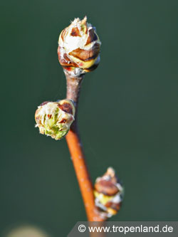 Nashi - Pyrus pyrifolia