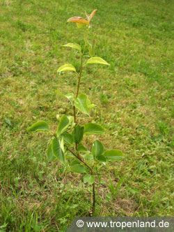Nashi - Pyrus pyrifolia