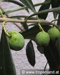 Olive - Olea europaea