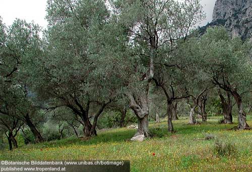 Olive - Olea europaea