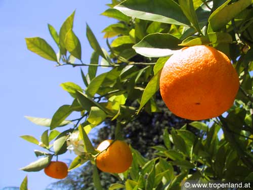 Orange - Citrus sinensis