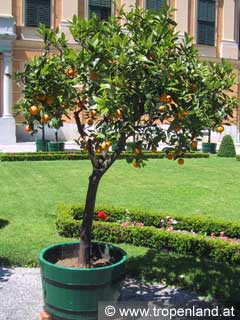 Orange - Citrus sinensis