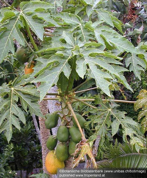 Papaya - Carica papaya