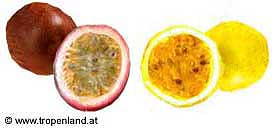 Passionsfrucht - Passiflora edulis