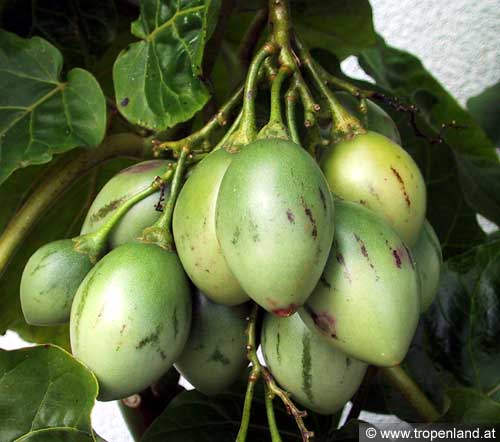 Tamarillo - Solanum betacea