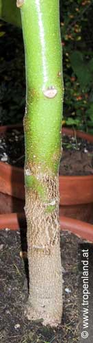 Tamarillo - Solanum betacea