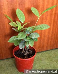 Tee - Camellia sinensis