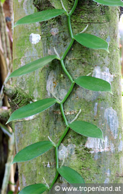 Vanille - Vanilla planifolia