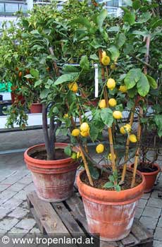 Zitrone - Citrus limon