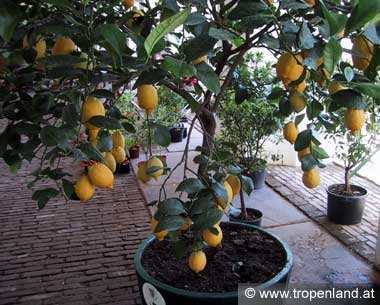 Zitrone - Citrus limon